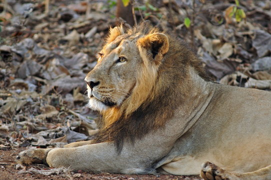 Male Asiatic lion, Panthera leo persica. The only place in the wild where this species is found is in the Gir Forest of Gujarat, India.
