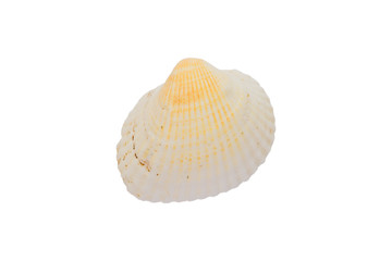 Obraz na płótnie Canvas sea shell isolated on white background with clipping path