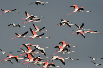 Fototapeta premium Flamingoes in flight : Flamingos or flamingoes are a type of wading bird in the genus Phoenicopterus