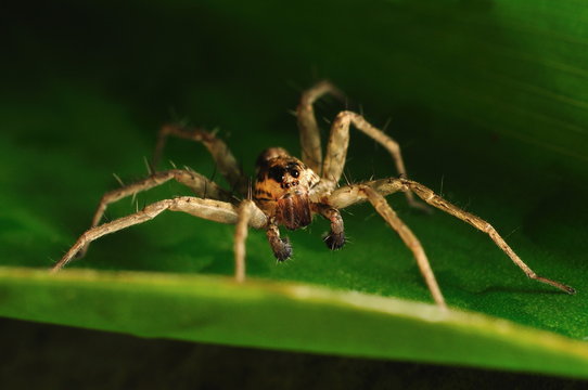 Huntsman spider: Sparassidae (formerly Heteropodidae)