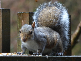 CUTE CHEEKY SQUIRRELS AT A HOLIDAY COTTAGE IN CORNWALL ENGLAND