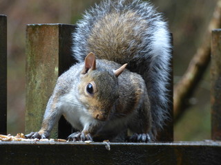 CUTE CHEEKY SQUIRRELS AT A HOLIDAY COTTAGE IN CORNWALL ENGLAND