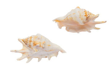 Obraz na płótnie Canvas two sides of lambis sea shell isolated on white backgeound with clipping path