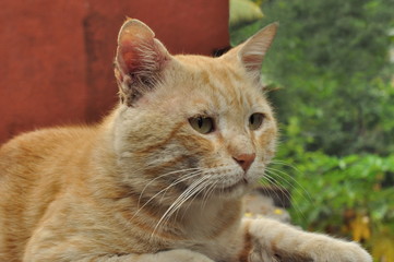 The domestic cat (Felis catus or Felis silvestris catus, previously Felis domesticu), India