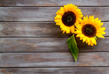 Sunflowers - two flowers with leaf - on dark wooden background top-down copy space