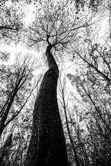 Wide angle view of a tall tree from an extremely low point of view