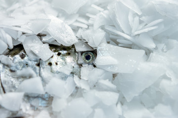 The head of salmon lies in ice crumbs. From under the ice, only the eye of the fish is visible.