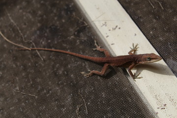 Brown Lizard