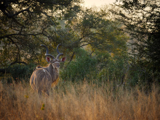 Greater kudu (Tragelaphus strepsiceros) male. Mpumalanga. South Africa.
