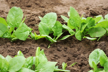 Fresh organic leaves of spinach in the garden