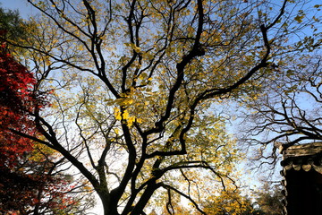 한국의 아름다운 가을 단풍