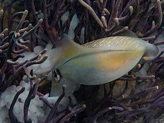 Squid laying eggs, Kalmar bei der Eiablage © scubaluna