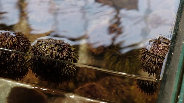 Sea urchins in a restaurant aquarium.