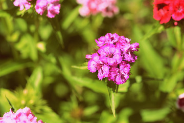 Sweet william (Dianthus barbatus) beautiful flowers in the summer garden close up. Retro style toned