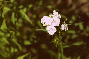 Sweet william (Dianthus barbatus) beautiful flowers in the summer garden close up. Retro style toned
