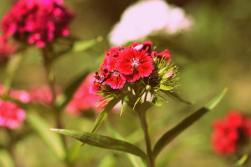 Sweet william (Dianthus barbatus) beautiful flowers in the summer garden close up. Retro style toned