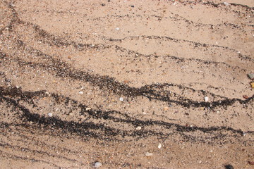 sand fossil shell on the beach, Texture lines of sand on the beach