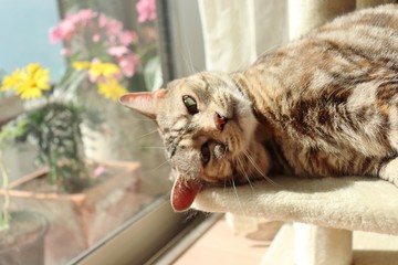 窓辺でのびのびする猫アメリカンショートヘアー