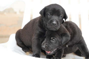 Group of dogs lying in front. looking at camera. isolated on white background 