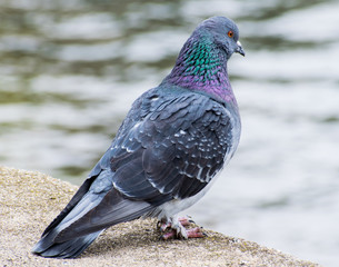 Pigeon close up in park, at the edge of the river. Focus of Pigeons cling on cement floor in town with City Background