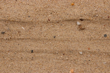 sand fossil shell on the beach, Texture lines of sand on the beach