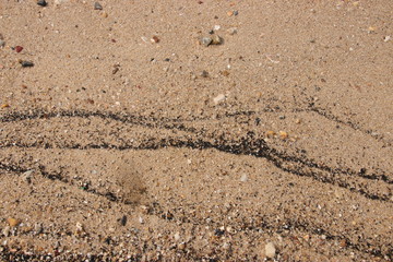 sand fossil shell on the beach, Texture lines of sand on the beach