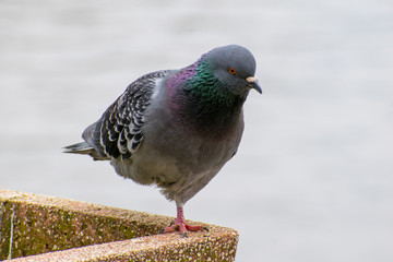 Dove standing on one leg. A beautiful pigeon in the park, stands on one leg