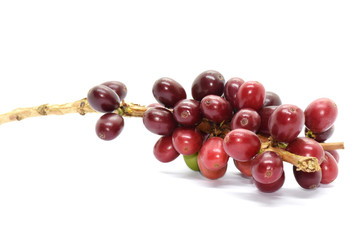 Coffee berries on branch, White background.