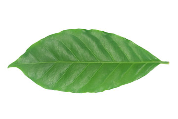 Coffee leaves green on white background.