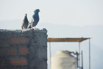Pigeons sitting on brick wall. Urban landscape.