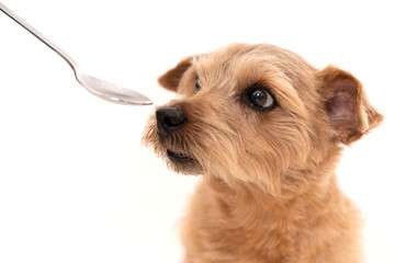 スプーンから食事を摂るノーフォークテリア犬