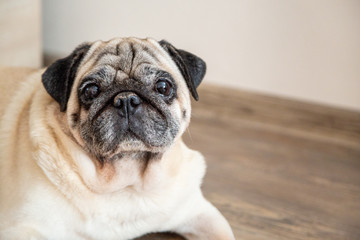 Dog pug looks seriously and attentively at the camera. Pet, loyal friend. Close up with copy space