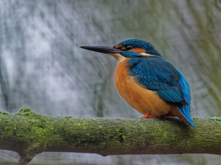 The common kingfisher,Alcedo atthis, also known as the Eurasian kingfisher