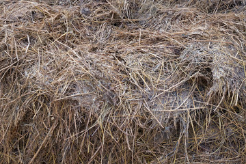 Fototapeta na wymiar Cow dung as a background. A pile of dry livestock litter.