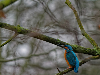 The common kingfisher,Alcedo atthis, also known as the Eurasian kingfisher