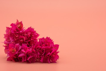 Pink Bougainvillea isolated on pink background.