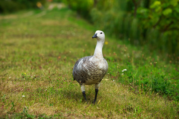 Big wild goose