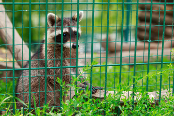 Little raccoon in a cage © deviddo