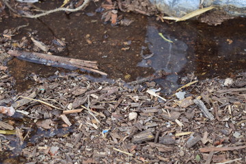 leaf in water