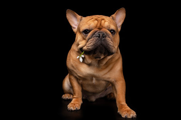 French bulldog on a black isolated background with snowdrop