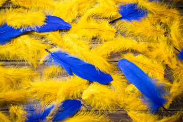 blue and yellow  feathers on old wooden background