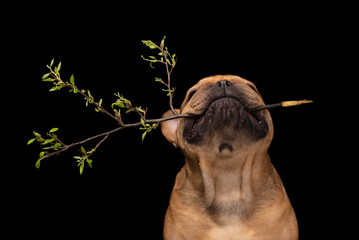 French bulldog on a black isolated background with a spring branch in his teeth