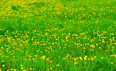 Beautiful wildlife. Field of blooming yellow dandelions. Spring natural countryside landscape.