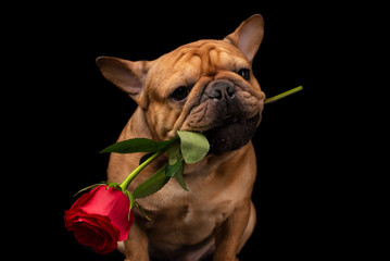 French bulldog on a black isolated background with a rose in his teethо