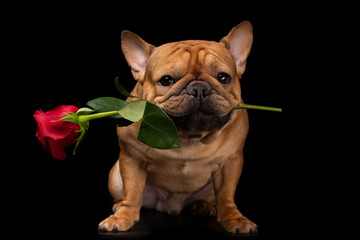 French bulldog on a black isolated background with a rose in his teethо