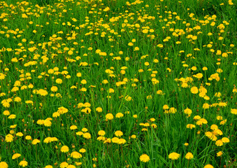 Beautiful wildlife. Field of blooming yellow dandelions. Spring natural countryside landscape.