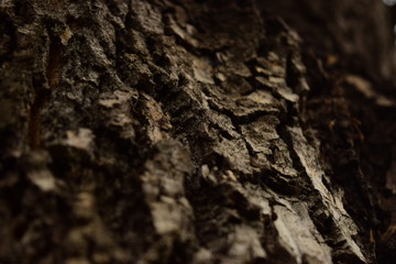 tree bark texture