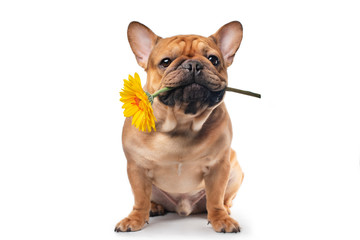 French bulldog with yellow gerbera in his teeth