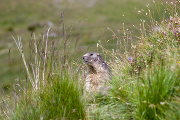 Naklejka na ściany i meble A lone marmot standing between the stalks of grass in Vanoise National Park, French Alps. 