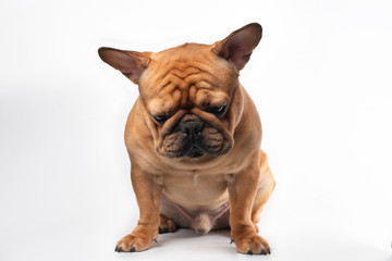 guilty French bulldog on a white isolated background
